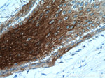 KRT34 Antibody in Immunohistochemistry (Paraffin) (IHC (P))