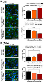 Claudin 5 Antibody in Western Blot (WB)