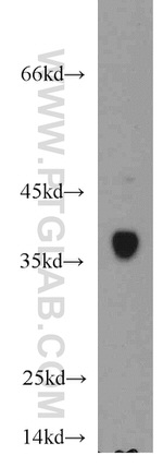 SMN Antibody in Western Blot (WB)