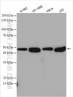 EI24 Antibody in Western Blot (WB)