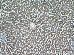 LRRC41 Antibody in Immunohistochemistry (Paraffin) (IHC (P))