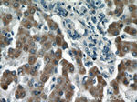 LRRC41 Antibody in Immunohistochemistry (Paraffin) (IHC (P))
