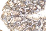 SLC39A3 Antibody in Immunohistochemistry (Paraffin) (IHC (P))