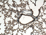 ZIP8 Antibody in Immunohistochemistry (Paraffin) (IHC (P))
