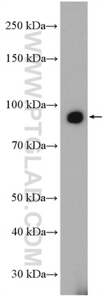 ZIP8 Antibody in Western Blot (WB)