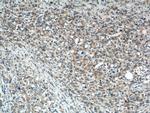 TMEM106A Antibody in Immunohistochemistry (Paraffin) (IHC (P))