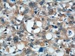 TMEM106A Antibody in Immunohistochemistry (Paraffin) (IHC (P))