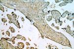 EPS8L2 Antibody in Immunohistochemistry (Paraffin) (IHC (P))