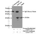 TSPAN2 Antibody in Immunoprecipitation (IP)