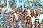 CCDC51 Antibody in Immunohistochemistry (Paraffin) (IHC (P))