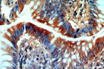 CCDC51 Antibody in Immunohistochemistry (Paraffin) (IHC (P))