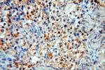 CCDC51 Antibody in Immunohistochemistry (Paraffin) (IHC (P))