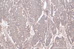 CCDC51 Antibody in Immunohistochemistry (Paraffin) (IHC (P))