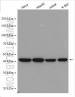 CCDC51 Antibody in Western Blot (WB)