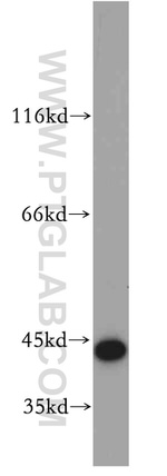 CCDC51 Antibody in Western Blot (WB)