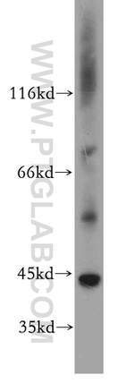CCDC51 Antibody in Western Blot (WB)