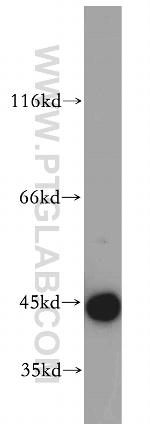 CCDC51 Antibody in Western Blot (WB)
