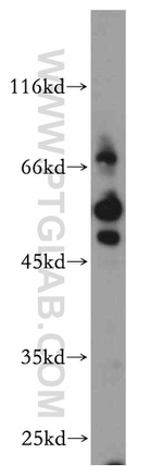 Synaptotagmin-4 Antibody in Western Blot (WB)