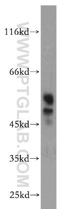 Synaptotagmin-4 Antibody in Western Blot (WB)