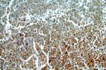 C9orf156 Antibody in Immunohistochemistry (Paraffin) (IHC (P))