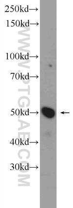 WDR40A Antibody in Western Blot (WB)