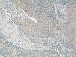 WDR40A Antibody in Immunohistochemistry (Paraffin) (IHC (P))