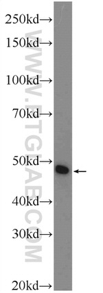 WDR40A Antibody in Western Blot (WB)