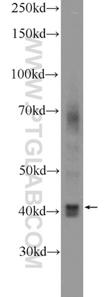 RAE1 Antibody in Western Blot (WB)