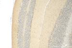 C19orf50 Antibody in Immunohistochemistry (Paraffin) (IHC (P))