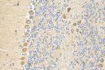 C19orf50 Antibody in Immunohistochemistry (Paraffin) (IHC (P))