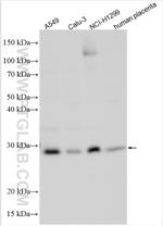 C19orf50 Antibody in Western Blot (WB)