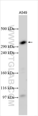 ATRX Antibody in Western Blot (WB)