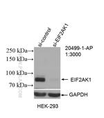 EIF2AK1 Antibody in Western Blot (WB)
