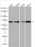 EIF2AK1 Antibody in Western Blot (WB)
