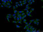 ARMC10 Antibody in Immunocytochemistry (ICC/IF)