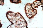 ARMC10 Antibody in Immunohistochemistry (Paraffin) (IHC (P))