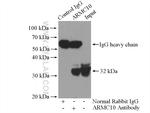 ARMC10 Antibody in Immunoprecipitation (IP)