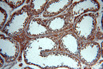 BTG4 Antibody in Immunohistochemistry (Paraffin) (IHC (P))