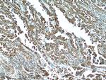 PPPDE1/PNAS4 Antibody in Immunohistochemistry (Paraffin) (IHC (P))