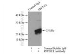 PPPDE1/PNAS4 Antibody in Immunoprecipitation (IP)