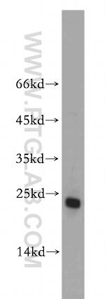 PPPDE1/PNAS4 Antibody in Western Blot (WB)