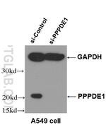 PPPDE1/PNAS4 Antibody in Western Blot (WB)