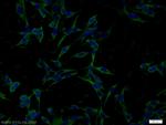 FAM164C Antibody in Immunocytochemistry (ICC/IF)