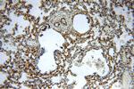 Hikeshi Antibody in Immunohistochemistry (Paraffin) (IHC (P))