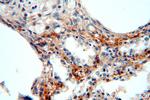 Hikeshi Antibody in Immunohistochemistry (Paraffin) (IHC (P))