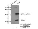Hikeshi Antibody in Immunoprecipitation (IP)