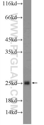 HIST1H3D Antibody in Western Blot (WB)