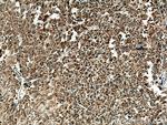 LAYN Antibody in Immunohistochemistry (Paraffin) (IHC (P))