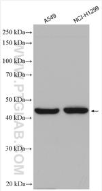 LAYN Antibody in Western Blot (WB)