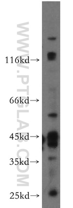 LAYN Antibody in Western Blot (WB)